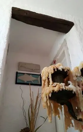 Narcicegi *