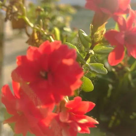 فندق Narcicegi *