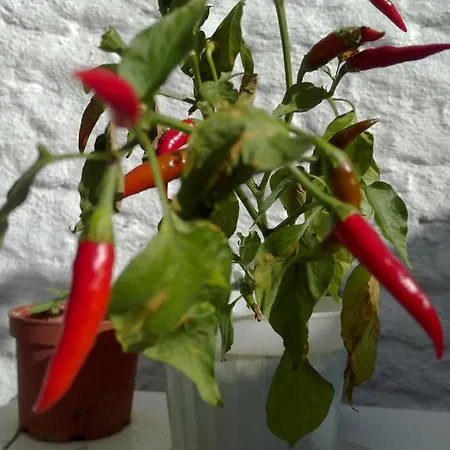 Narcicegi